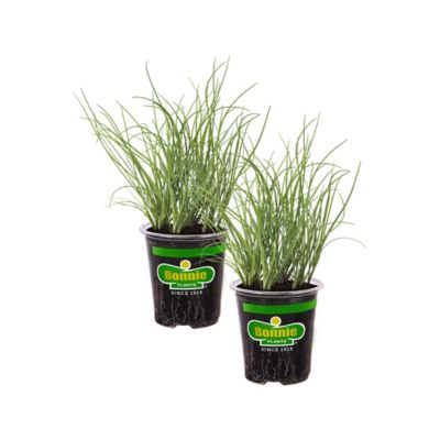 Bonnie Plants 19.3 oz. Potted Onion Chives Plants, 2 pc.