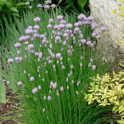 Image showing  19.3 oz. Potted Onion Chives Plants, 2 pc.
