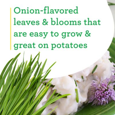 Image showing  19.3 oz. Potted Onion Chives Plants, 2 pc.