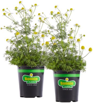 Bonnie Plants 19.3 oz. Chamomile, 2-Pack