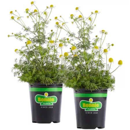 Bonnie Plants 19.3 oz Chamomile pack of 2 Herb Plants