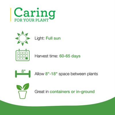 Image showing  19.3 oz. Chamomile, 2-Pack