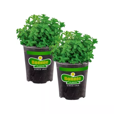 Bonnie Plants 19.3 oz Potted lemon balm plants 2 pcs. Herb Plants