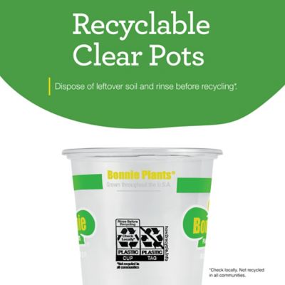 Image showing 9 th Bonnie Plants 19.3 oz. Potted Lemon Balm Plants, 2 pc.