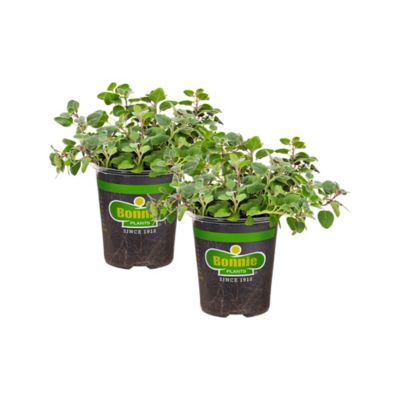 Bonnie Plants 19.3 oz. Greek Oregano Plants, 2-Pack