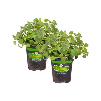 Bonnie Plants 19.3 oz. Potted Italian Oregano Plants, 2 pc.