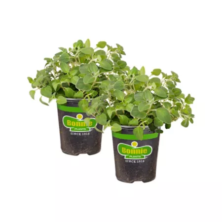 Bonnie Plants 19.3 oz Italian oregano plants in pot 2 pcs. Herb Plants