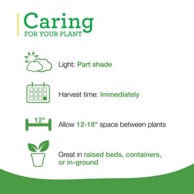 Image showing  19.3 oz. Potted Italian Oregano Plants, 2 pc.