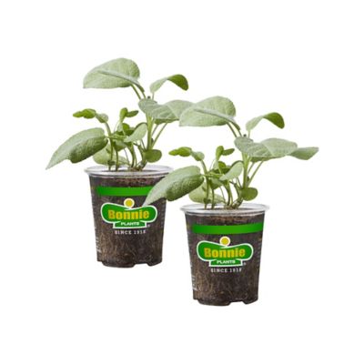 Bonnie Plants 19.3 oz. Potted Garden Sage Plants, 2 pc.