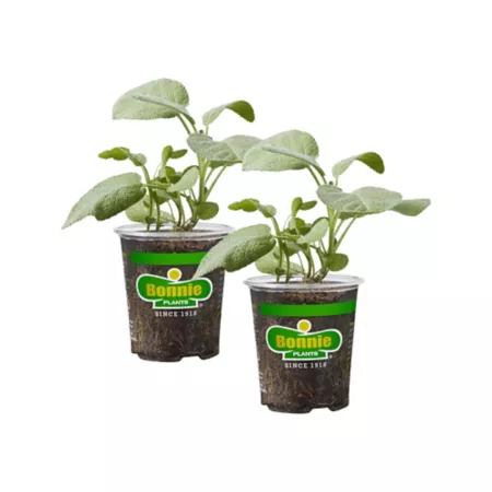 Bonnie Plants 19.3 oz Potted garden sage plants 2 pieces. Herb Plants