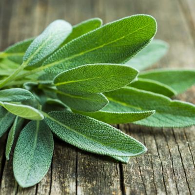 Image showing  19.3 oz. Potted Garden Sage Plants, 2 pc.