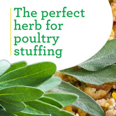 Image showing  19.3 oz. Potted Garden Sage Plants, 2 pc.