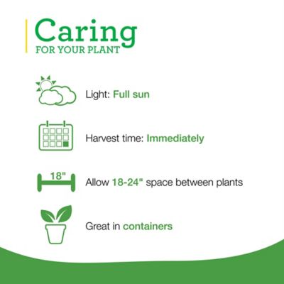 Image showing  19.3 oz. Potted Garden Sage Plants, 2 pc.