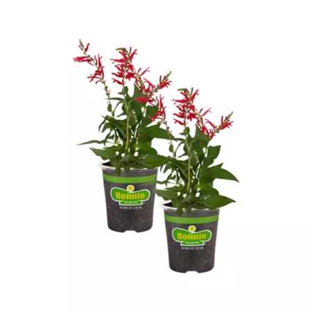 Bonnie Plants 19.3 oz Pineapple sage pack of 2 Herb Plants