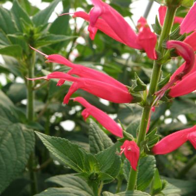 Image showing  19.3 oz. Pineapple Sage, 2-Pack