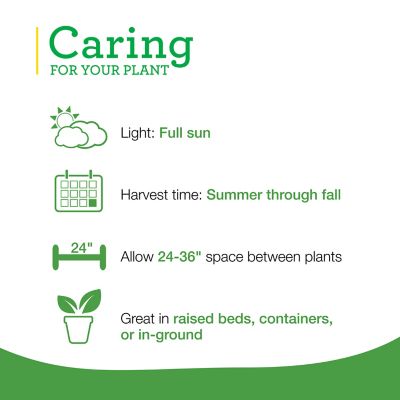 Image showing  19.3 oz. Pineapple Sage, 2-Pack