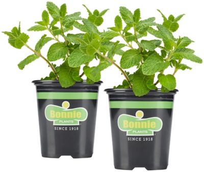 Bonnie Plants 19.3 oz. Sweet Mint Plants, 2-Pack