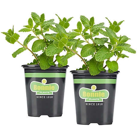 Bonnie Plants 19.3 oz. Sweet Mint Plants, 2-Pack