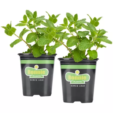 Bonnie Plants 19.3 oz Sweet mint plants in pot 2 pieces Herb Plants