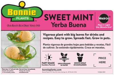 Image showing 5 th Bonnie Plants 19.3 oz. Potted Sweet Mint Plants, 2 pc.