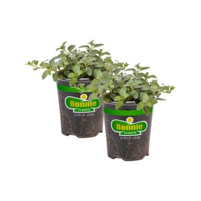 Bonnie Plants 19.3 oz. Peppermint, 2-Pack