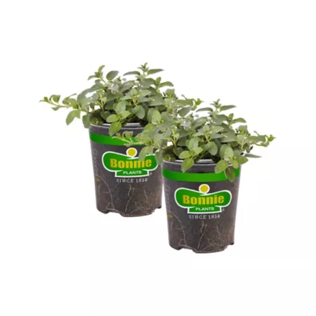 Bonnie Plants 19.3 oz Peppermint plants in pot 2 pcs. Herb Plants