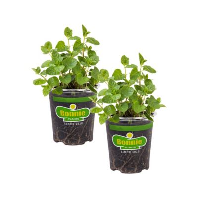 Bonnie Plants 19.3 oz. Spearmint, 2-Pack