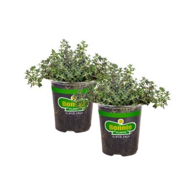 Bonnie Plants 19.3 oz. Potted German Thyme Plants, 2 pc.