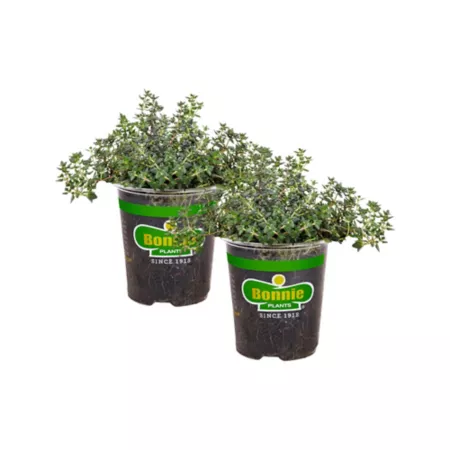 Bonnie Plants 19.3 oz Potted German Thyme Plants 2 pcs. Herb Plants