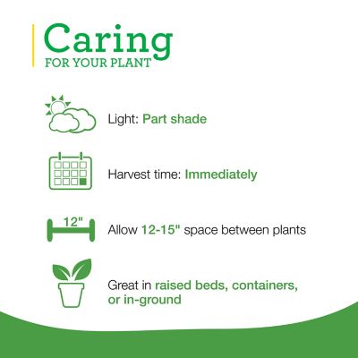 Image showing  19.3 oz. Potted German Thyme Plants, 2 pc.