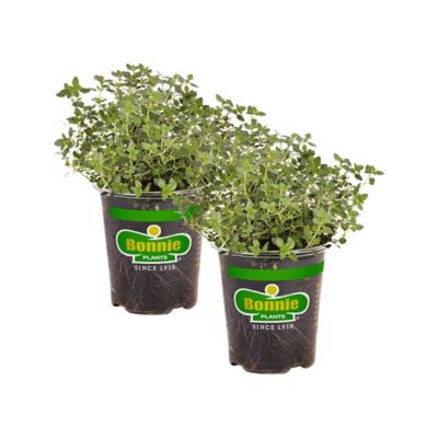 Bonnie Plants 19.3 oz. Potted Lemon Thyme Plants, 2 pc.