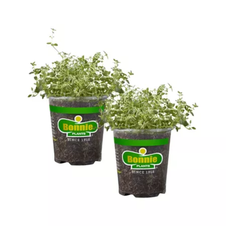 Bonnie Plants 19.3 oz Potted English Thyme Plants 2 pcs. Herb Plants