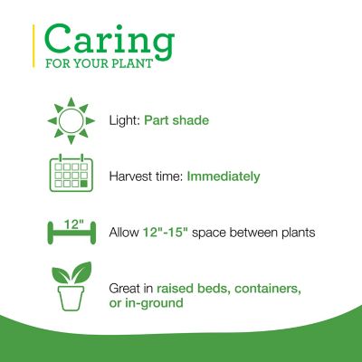 Image showing  19.3 oz. Potted English Thyme Plants, 2 pc.