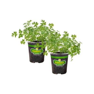 Bonnie Plants 19.3 oz. Potted Italian Flat Leaf Parsley Plants, 2 pc.