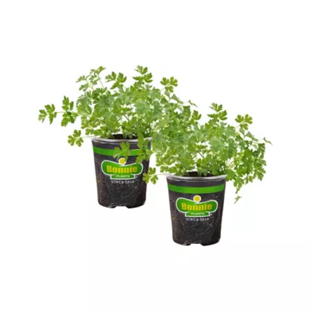 Bonnie Plants 19.3 oz Italian flat-leaf parsley plants in pot 2 pcs. Herb Plants