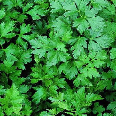 Image showing  19.3 oz. Potted Italian Flat Leaf Parsley Plants, 2 pc.