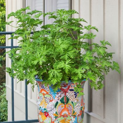 Image showing  2.32 qt. Potted Citronella Plant, PREMGAL5028