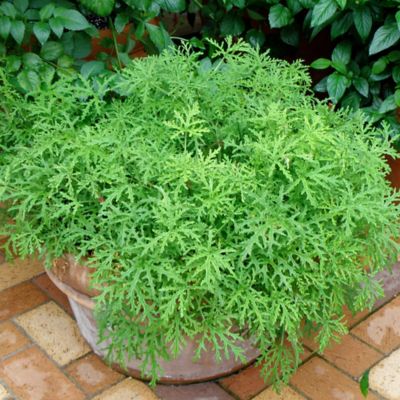 Image showing  2.32 qt. Potted Citronella Plant, PREMGAL5028