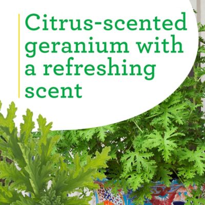 Image showing  2.32 qt. Potted Citronella Plant, PREMGAL5028