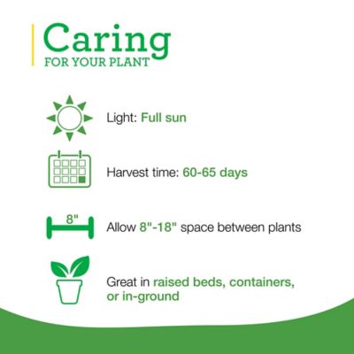 Image showing  2.32 qt. Potted Citronella Plant, PREMGAL5028