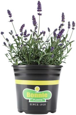 Bonnie Plants 2.32 qt. Lavender