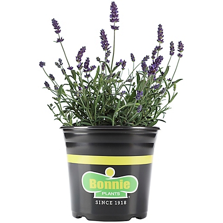 Bonnie Plants 2.32 qt. Lavender