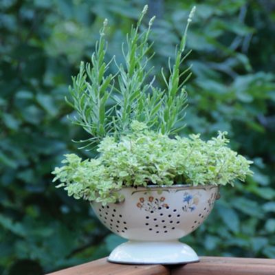 Image showing  2.32 qt. Lavender