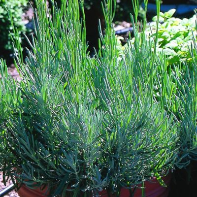 Image showing  2.32 qt. Lavender