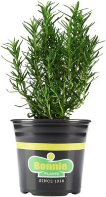 Bonnie Plants 2.32 qt. Rosemary