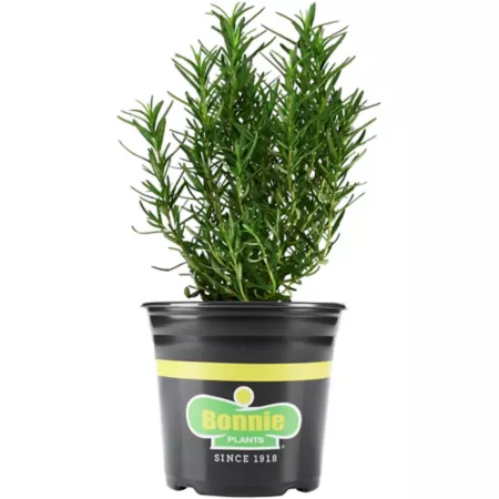 Bonnie Plants 2.32 quarts Rosemary Herb Plants