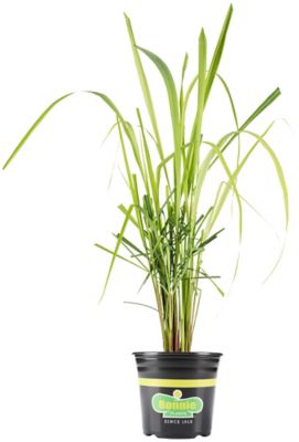 Bonnie Plants 2.32 qt. Potted Lemongrass Plant, PREMGAL5201