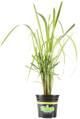 Bonnie Plants 2.32 qt. Lemongrass