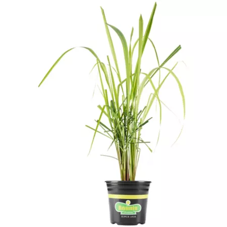 Bonnie Plants 2.32 quarts Lemongrass plant in pot PREMGAL5201 Herb Plants