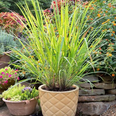 Image showing  2.32 qt. Potted Lemongrass Plant, PREMGAL5201